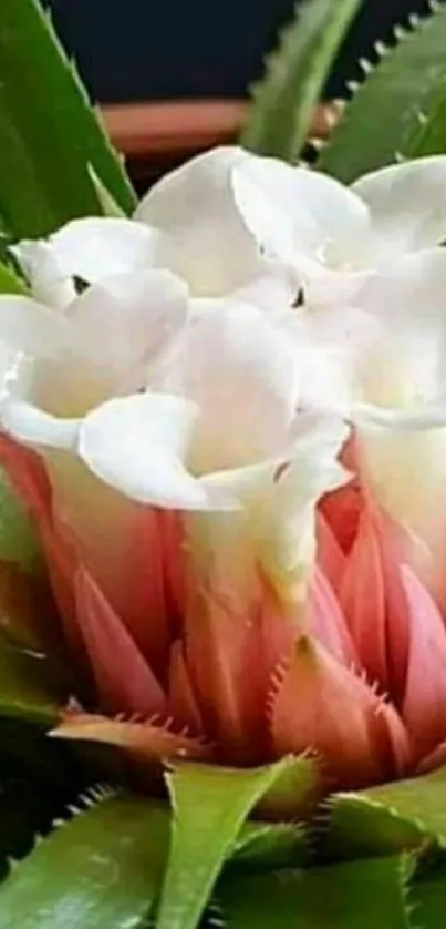 Elegant white flowers with pink petals and lush green leaves.