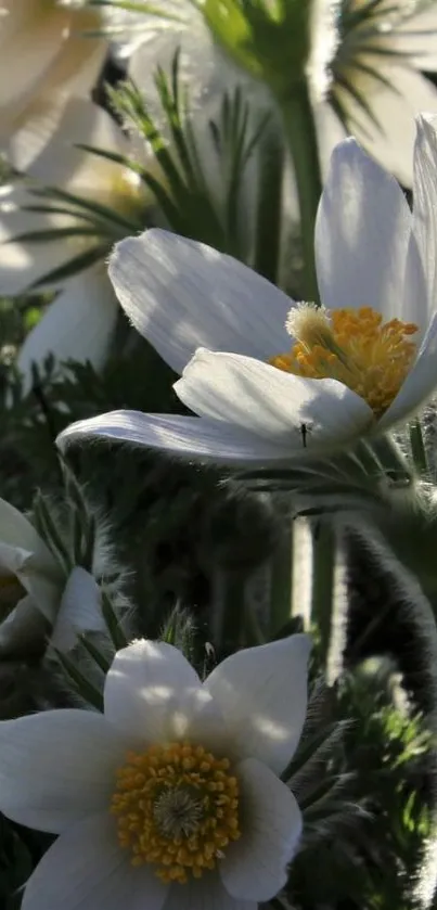 White flowers and green leaves wallpaper showcasing spring elegance.