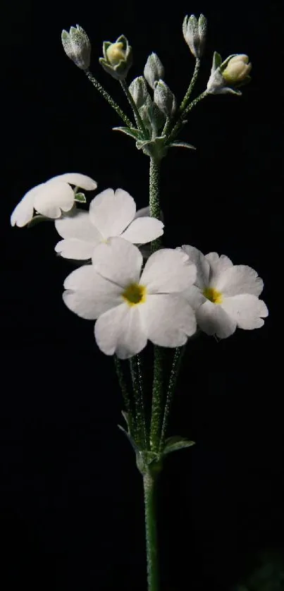 Elegant white flowers on a dark background, perfect for a minimalistic mobile wallpaper.