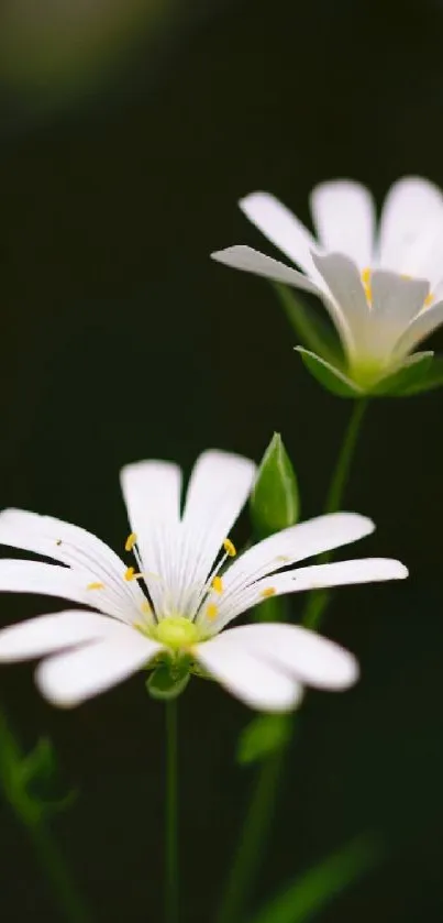 Delicate white flowers with buds against a dark green background.