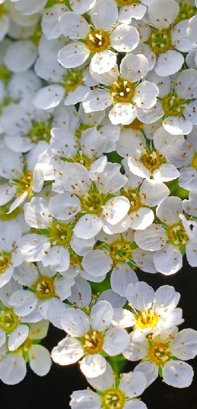 Close-up of blooming white flowers on a dark background.