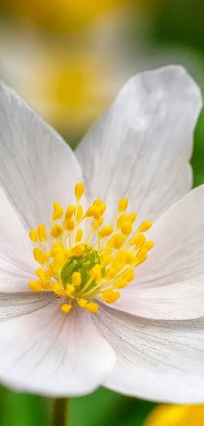 White flower with yellow center on a vibrant green background.