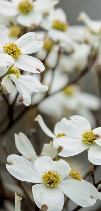 Close-up of elegant white flowers in bloom, perfect for a serene mobile wallpaper.