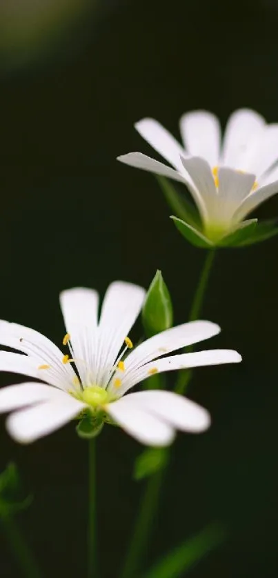 White flowers with green stems on dark background