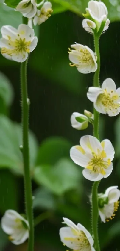 White flowers with green leaves background.