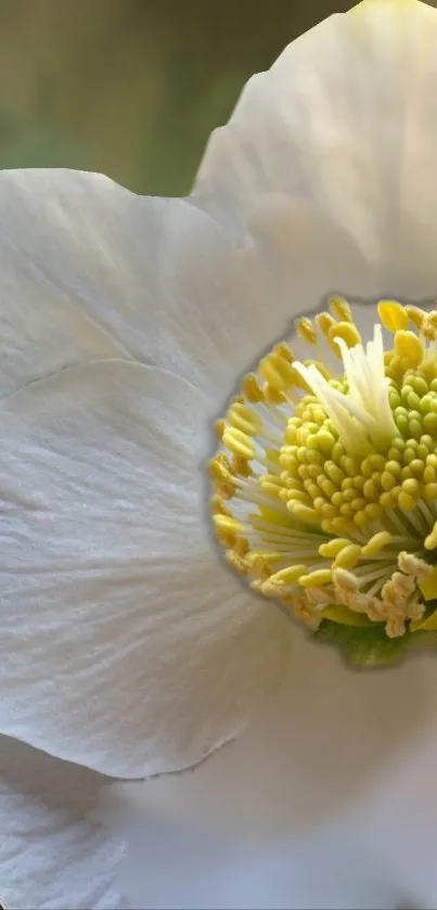 Closeup of a white flower with a yellow center, projecting elegance and serenity.