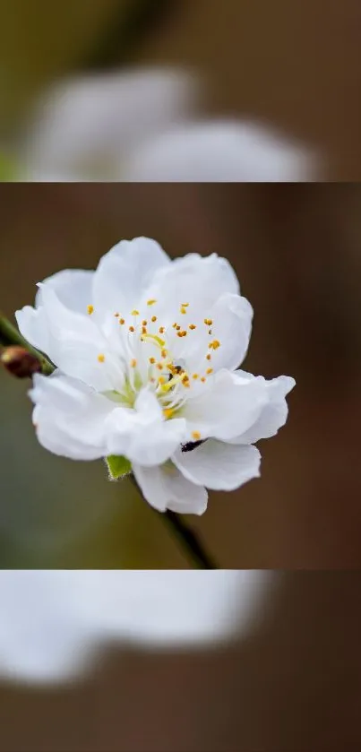 Elegant white blossom on a soft, blurred background.