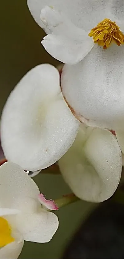 Elegant white flower with soft petals and yellow stamen close-up.