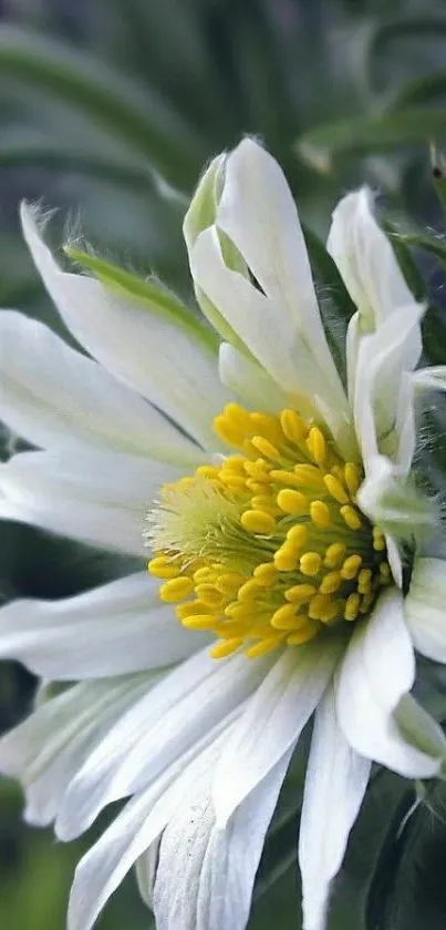 Close-up of an elegant white flower with lush green leaves.