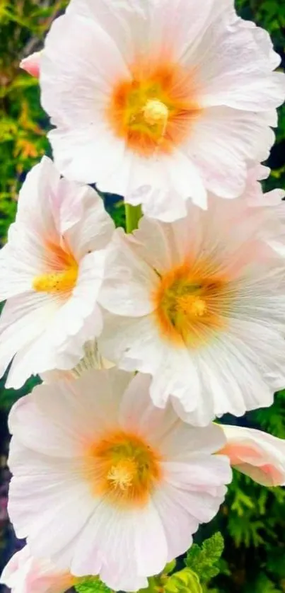 Elegant white flowers with yellow centers on a green background.