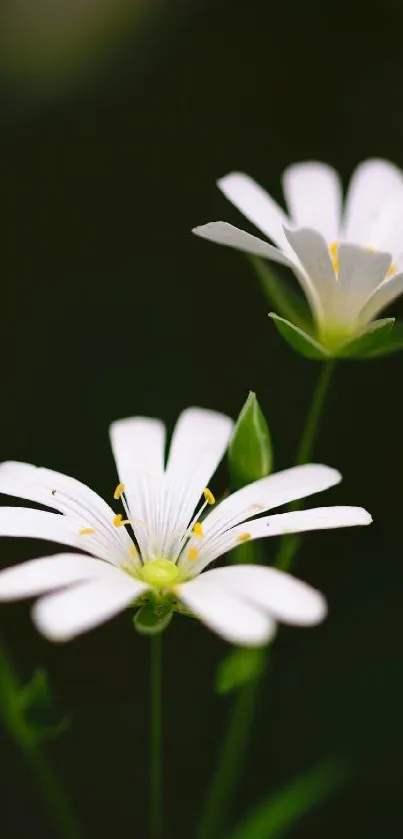 Elegant white flowers on dark green background.