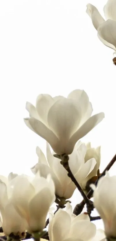 Elegant white blossoms on branches against a clear sky.