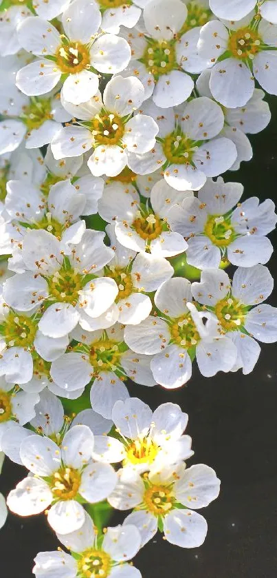 Elegant white flower blossoms on a mobile wallpaper background.