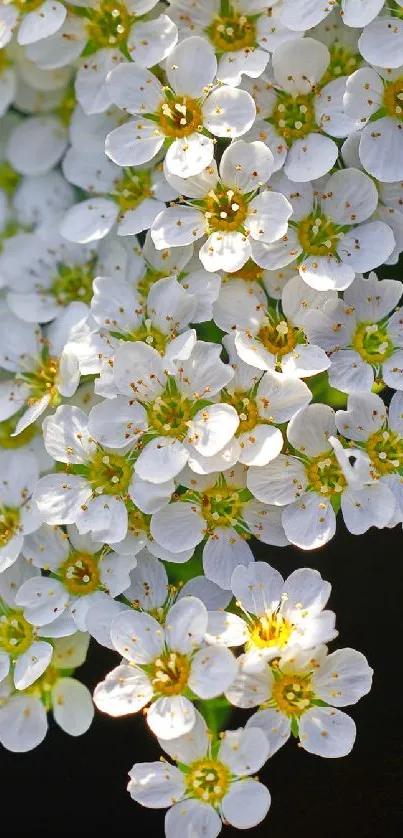 Elegant white flowers in full bloom on a dark background, perfect for mobile wallpaper.