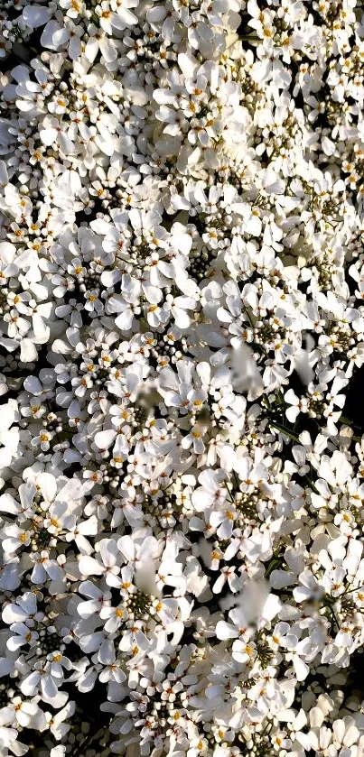 Wallpaper with elegant white flowers in bloom.