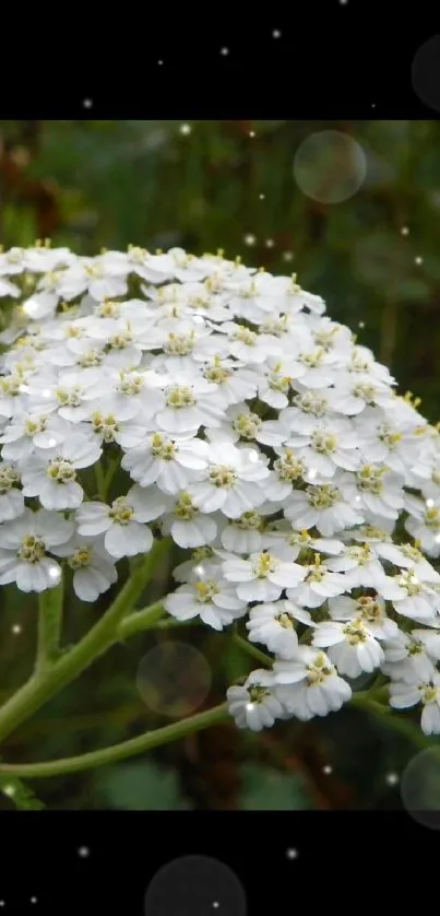 Cluster of white flowers with green leaves.