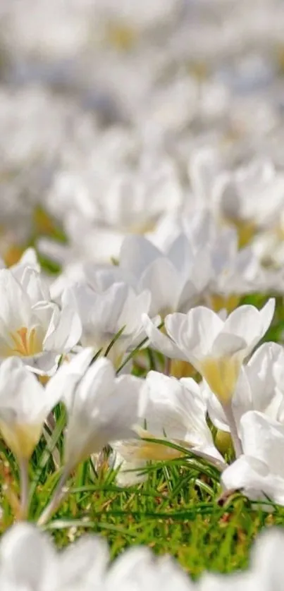 Field of elegant white crocus flowers in bloom.