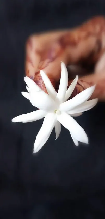 White flower held in a hand against a black background.