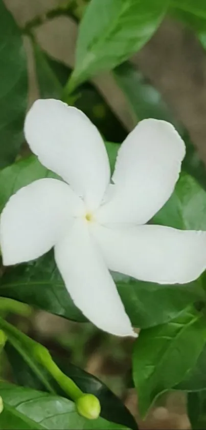 Beautiful white flower on vibrant green leaves.