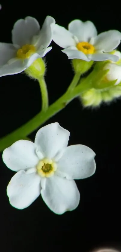 White flowers on dark background mobile wallpaper.