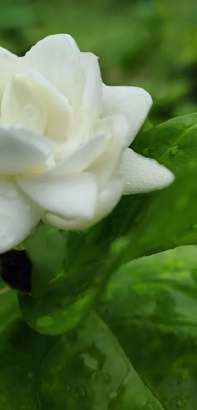 White flower with green leaves in nature.