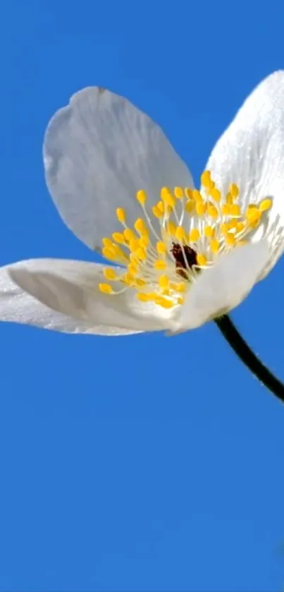 White flower against clear blue sky background, showcasing natural beauty.