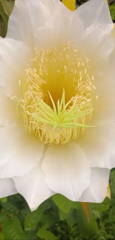 White flower in focus with lush greenery.