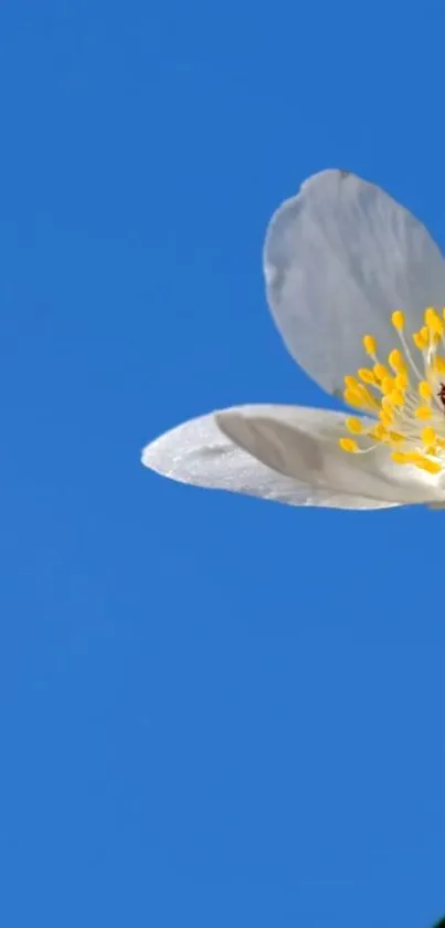 White flower against a clear blue sky background.