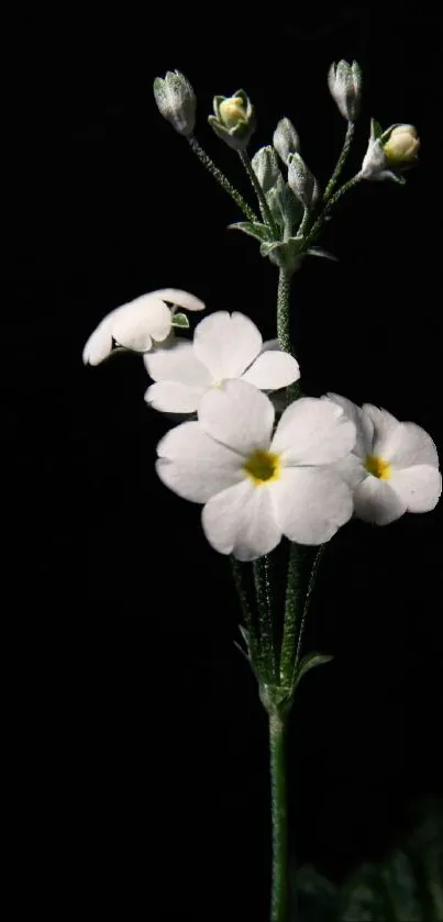 Delicate white flowers with buds on a dark background, capturing natural elegance.