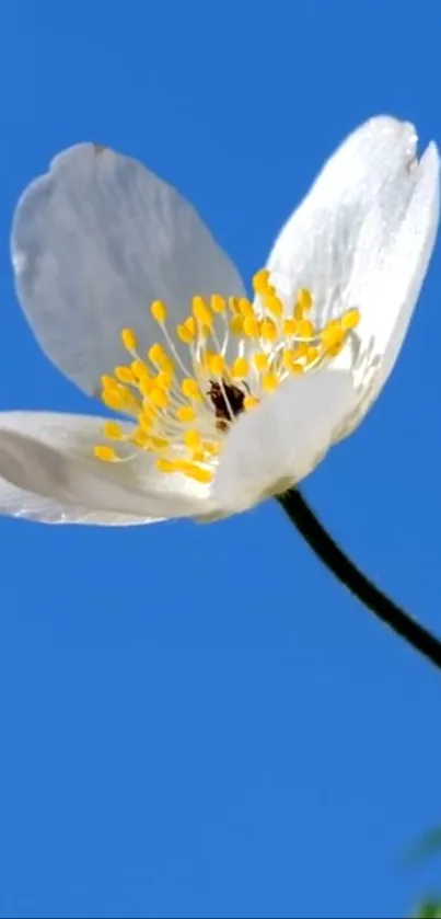 White flower with yellow center on blue sky background wallpaper.