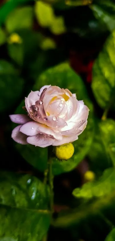 Close-up of white flower with green leaves in mobile wallpaper.