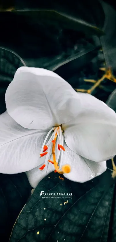 Elegant white flower with orange stamens set against deep green leaves.