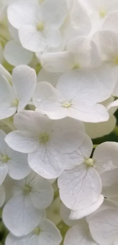 Elegant white flower with delicate petals in a serene nature background.