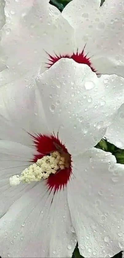 White flowers with red centers and droplets on petals, ideal for mobile wallpaper.