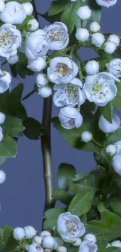 White blossoms with green leaves on a blue background.