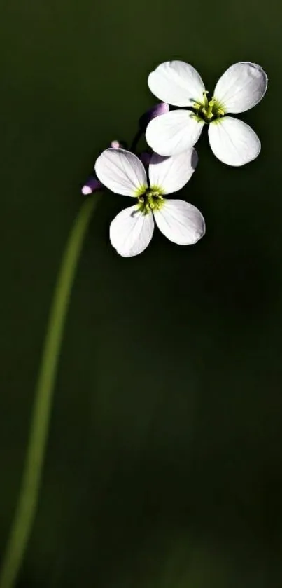 Delicate white flower on dark background wallpaper.