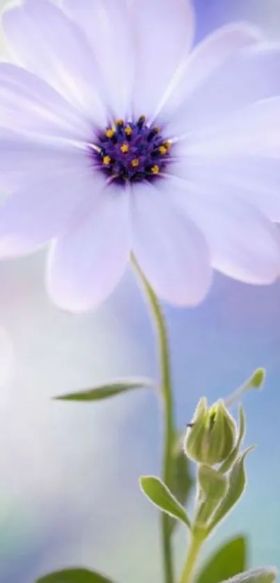 Elegant white flower with soft-focus purple background.