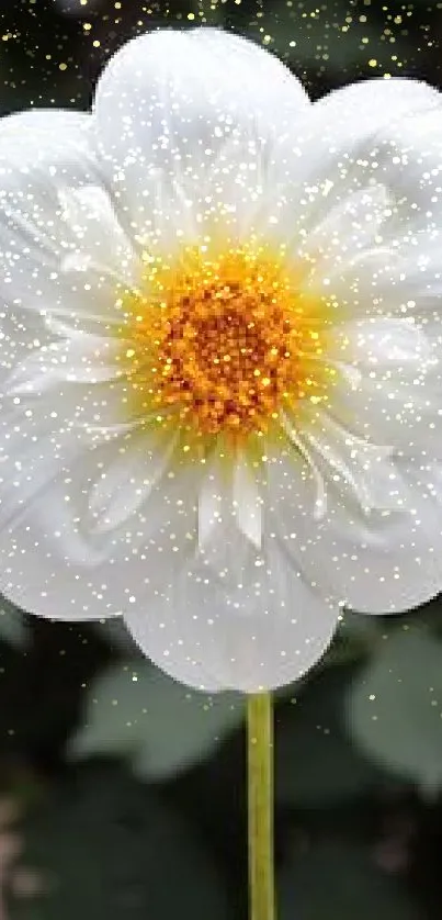 Elegant white flower with yellow center on dark background.