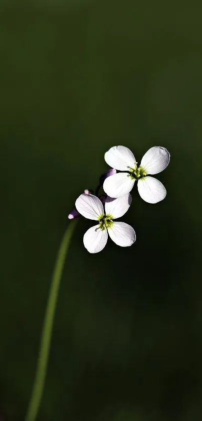 Delicate white flower on a dark green background, perfect for mobile wallpaper.