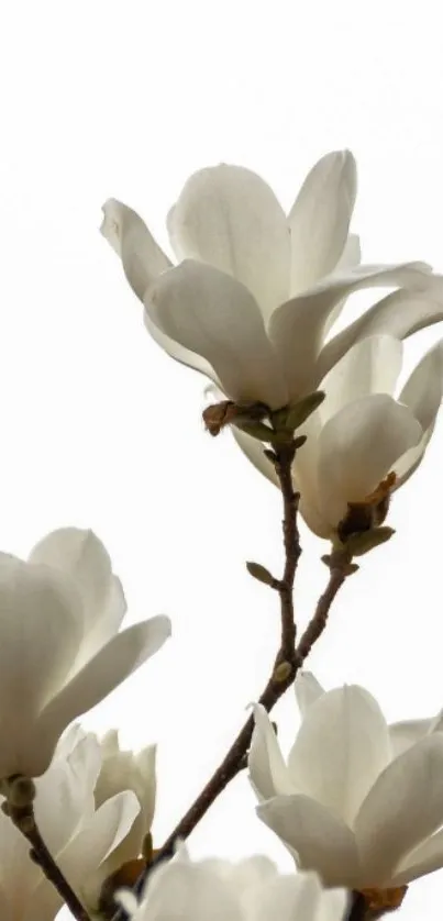 Elegant white magnolia flowers on branches with a minimalist style.