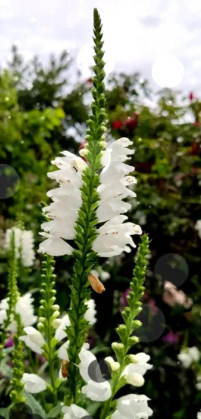 Elegant white flowers with green background.