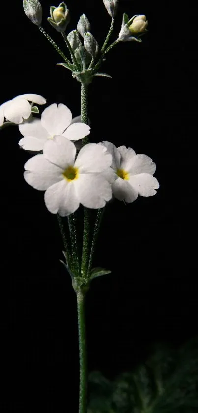 White flowers against a black background, creating an elegant mobile wallpaper.