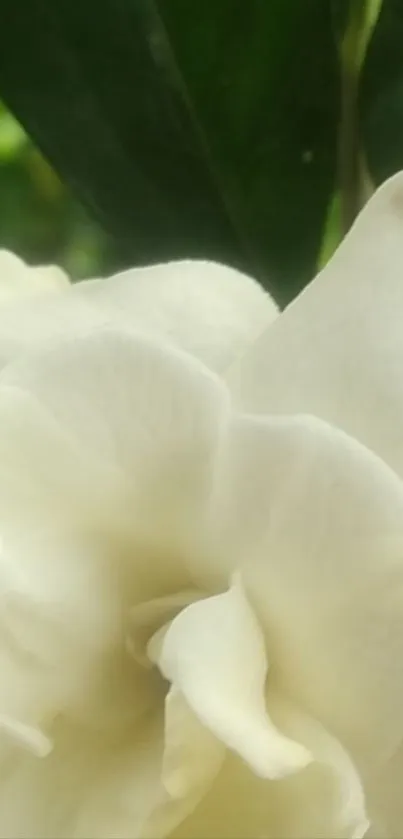 Close-up of an elegant white flower with lush green leaves in the background.