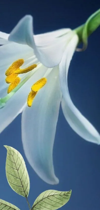 Elegant white flower on a blue background with green leaves.