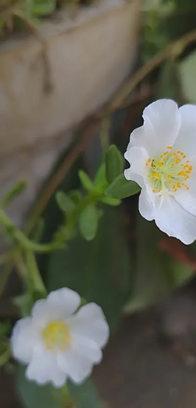 Close-up of white flowers with green leaves.