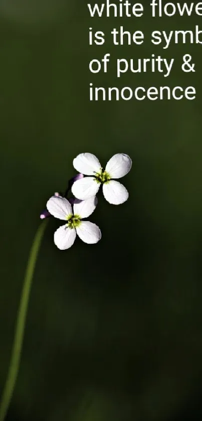 Elegant white flower on dark green blurry background.