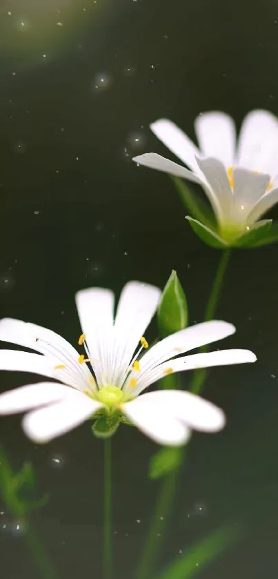 Elegant white flowers with a dark green background.