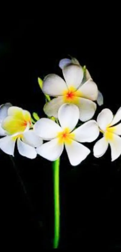 Elegant white flowers on black background wallpaper.