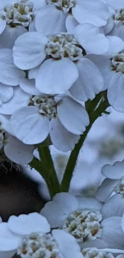 Close-up of elegant white flowers on green stems.