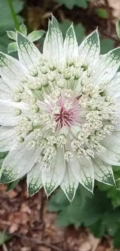 Elegant white flower with green petals on a natural background.